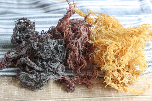 What is Sea Moss?