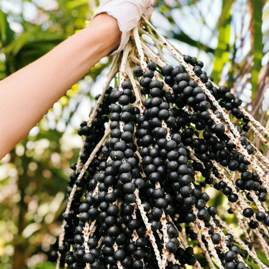 What Are The Health Benefits Of Acai Berries?